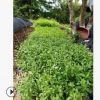福建地被苗直銷 藍雪花 藍花丹 盆栽 陽臺庭院室內花期長攀爬植物