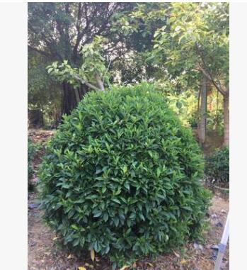 福建廠家直銷 非洲茉莉球價格 大量批發 規格齊全 150*150精品