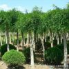 龍爪槐樹批發 綠化工程 盤槐 規格全 園林庭院觀賞造型
