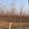 蘇北基地直銷美國紅楓綠化苗木 秋火焰 紅點庭院盆栽美國紅楓小苗