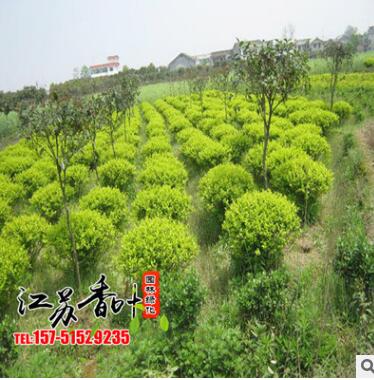基地批發(fā)銷售金葉女貞球 供應優(yōu)質(zhì)金葉女貞球工程綠化苗木易成活