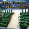 小葉女貞造型樹(shù)苗批發(fā) 西安造型樹(shù)苗種植基地