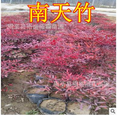 南天竹綠化苗木 大量批發(fā) 價格便宜 營養(yǎng)缽帶土南天竹