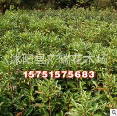 園林綠化苗木低價批發 法國冬青/珊瑚樹