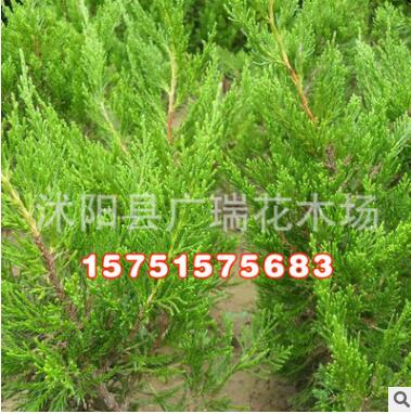 批發園林綠化苗木 嫁接龍柏樹苗 四季常青 庭院觀賞優質龍柏小苗