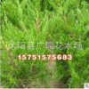 批發園林綠化苗木 嫁接龍柏樹苗 四季常青 庭院觀賞優質龍柏小苗