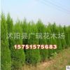蜀檜球苗批發 蜀檜小苗 綠化工程小苗 規格齊全
