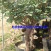 長年供應優質8公分月季樹玫瑰樹盆栽綠植花卉盆景量大從優