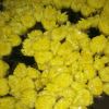 昆明鮮花批發 清明節鮮花批發大白菊花，大花菊花，切花菊