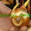 銷售荷蘭進口郁金香種球11－12 12+