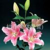 昆明鮮花批發　百合花批發，玫瑰花，康乃馨，菊花