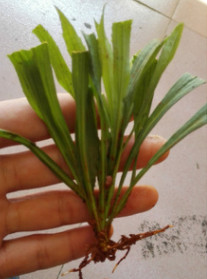 花卉種苗 黃鶯種苗苗 配花類花卉苗木 黃鶯花苗