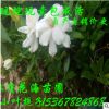 哪有小葉梔子海梔子賣 林蔭花?；刂变N常綠灌木花卉植物梔子花