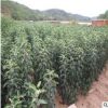 紅富士蘋果樹(shù)基地?zé)徜N 規(guī)格多 成熟期晚 品種純正 量大優(yōu)惠包成活