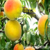 基地?zé)徜N錦繡黃桃樹(shù)品種 規(guī)格多 中熟品種 自花授粉 量大優(yōu)惠