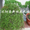 千葉吊蘭 四季常青綠植花卉 盆景客廳盆栽