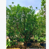 揭陽洋蒲桃產地 蓮霧基地