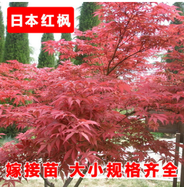 紅楓樹(shù)苗 日本紅楓苗 庭院綠化樹(shù) 盆栽樹(shù)苗
