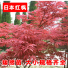 紅楓樹苗 日本紅楓苗 庭院綠化樹 盆栽樹苗