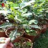 神秘果苗 4-5年樹苗 蜜拉圣果 奇跡果 變味果 專業種植批發供應