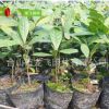 神秘果 2年樹苗 珍稀蜜拉圣果樹 奇跡果 變味果 龍飛園林批發供應