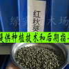優質特菜品種【紅秋葵種子】 高品質