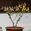 基地批發臘梅 盆栽臘梅 素心臘梅 嫁接臘梅花 臘梅盆景