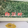 專業銷售優質進口草坪種子白三葉草種子幸運草 包發芽率量大優惠
