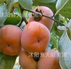 正品批發(fā) 冬棗樹(shù)苗批發(fā) 量大價(jià)格優(yōu)惠