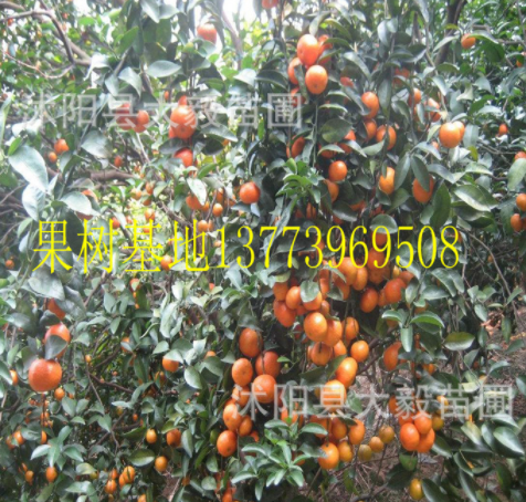 果樹(shù)苗 橘子樹(shù)苗 無(wú)籽沙糖桔 柑橘樹(shù)苗 當(dāng)年結(jié)果