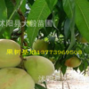 果樹苗 嫁接桃樹苗 水蜜桃 南北方種植 香甜可口 量大優(yōu)惠