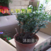 盆栽綠植 紫檀 小葉紫檀 木紫檀樁 室內(nèi)桌面高檔盆栽