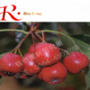天寶紅山楂 新款出售 潤(rùn)豐苗木批發(fā)山楂樹(shù)苗