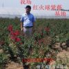 基地直銷紫薇 紅火球紫薇 紫薇苗木 紅火球紫薇批發