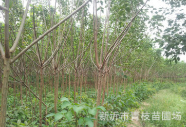 綠化苗木花卉花灌木色塊宿根類花卉苗木 重陽(yáng)木 重陽(yáng)木批發(fā)