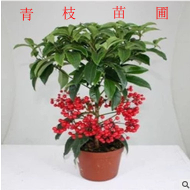場(chǎng)家供應(yīng)富貴籽 觀賞類灌木富貴籽黃金萬(wàn)兩百萬(wàn)兩
