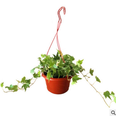 苗圃產(chǎn)地直銷花卉室內(nèi)盆栽植物常春藤 批發(fā)青葉常春藤