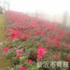 大量供應綠化苗木花卉盆栽盆景室內綠植 杜鵑苗 高品質杜鵑苗