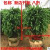 低價出售正宗紅豆杉盆栽室紅豆杉綠植 室內南方紅豆杉 紅豆杉樹苗