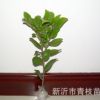 長期供應批發綠化苗木花卉花灌木色塊室內盆栽 茶花苗 茶花