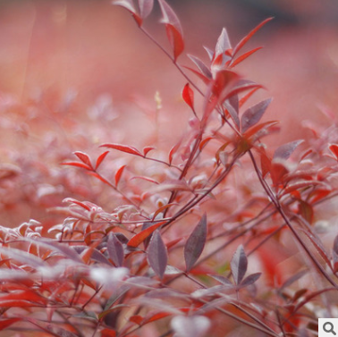 紅天竹 零售和批發(fā)