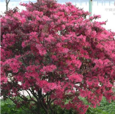 供應(yīng)各種苗木 種苗 基地直銷 紅花繼木