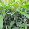 廣西桂七芒果樹(shù)苗嫁接芒果苗四季盆栽地栽南方種植果樹(shù)苗當(dāng)年結(jié)果