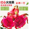 紅心紅肉火龍果苗南北方種植盆栽地栽庭院果樹(shù)苗帶芽帶根當(dāng)年結(jié)果