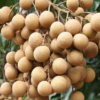 供應(yīng)龍眼樹(shù)苗桂圓樹(shù)苗儲(chǔ)良石硤龍眼嫁接苗南方種植盆栽地栽果樹(shù)苗