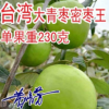 臺(tái)灣大青棗果樹(shù)苗蜜棗王嫁接苗南方種植果樹(shù)苗木盆栽地栽當(dāng)年結(jié)果