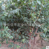 供應(yīng)高品質(zhì)李子苗 規(guī)格齊全李子苗 品種純正豐產(chǎn)李子苗