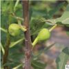 山東自產(chǎn)自銷家庭結(jié)果苗木三公分東北無花果樹苗批發(fā)