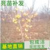 山東自產(chǎn)自銷 長壽果樹苗品種 冬紅果樹苗批發(fā)