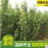 山東批發(fā)基地金太陽杏樹苗 杏樹苗木 地栽珍珠油果樹苗自產(chǎn)自銷